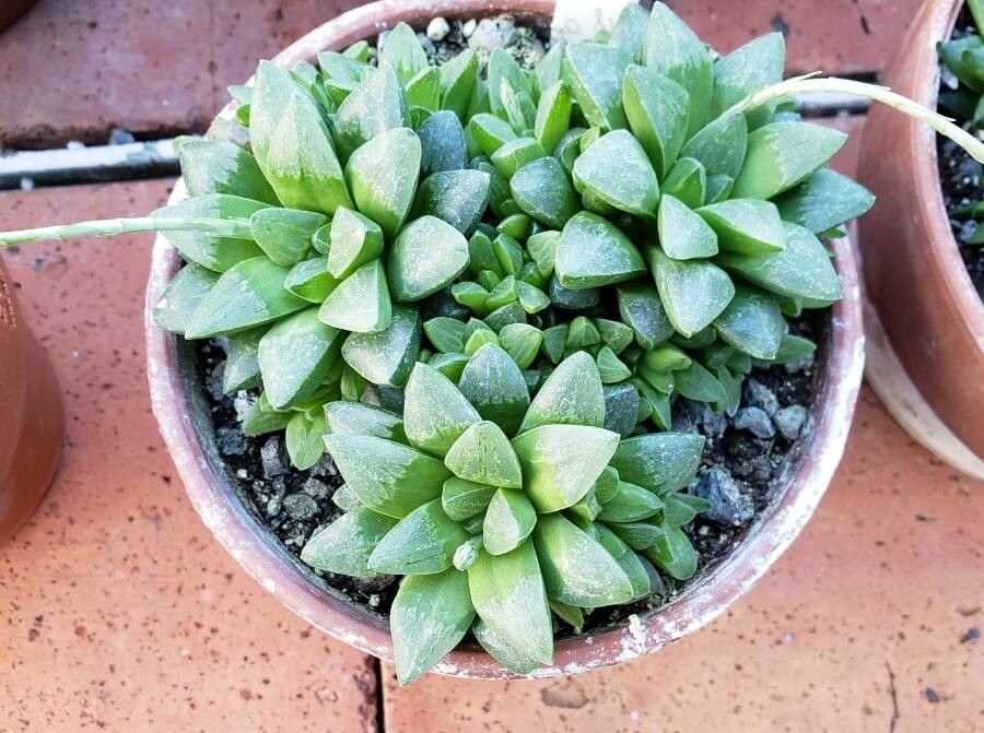 Haworthia turgida habit