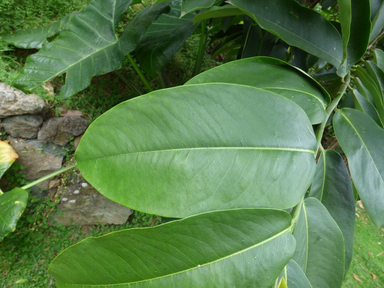 Diospyros blancoi leaf