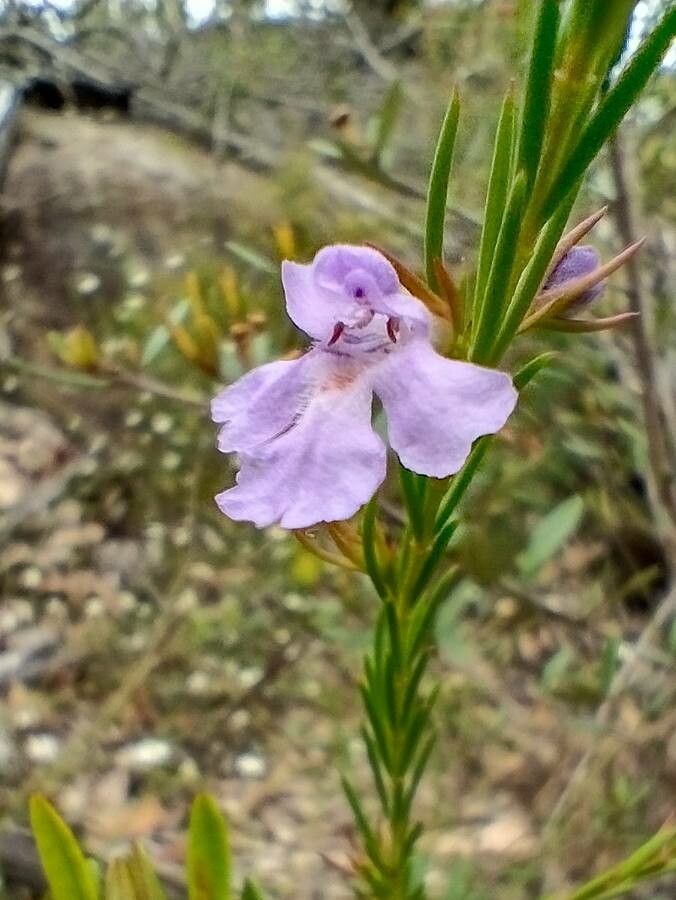 Hemigenia purpurea — houseplant care guide