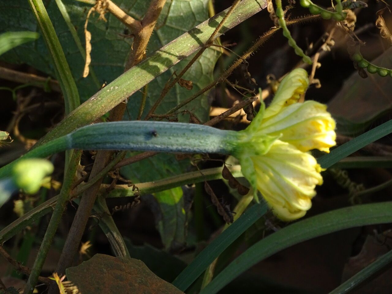 Luffa cylindrica flower