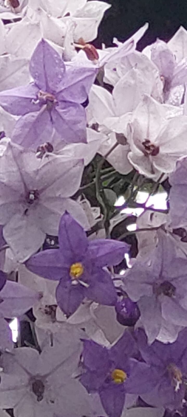 Solanum flaccidum — houseplant care guide