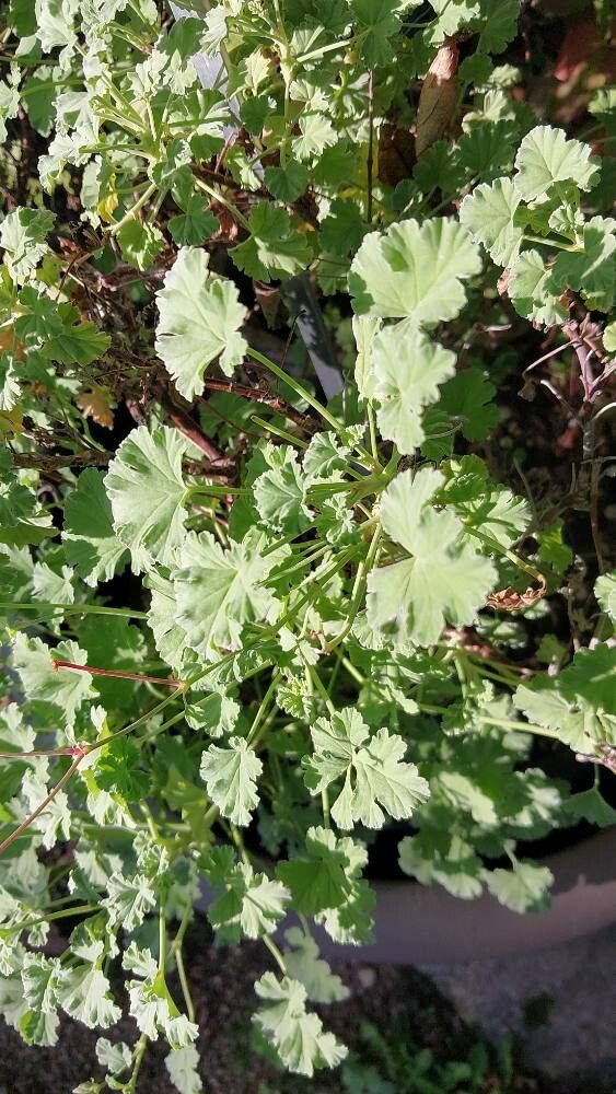 Pelargonium × fragrans — houseplant care guide