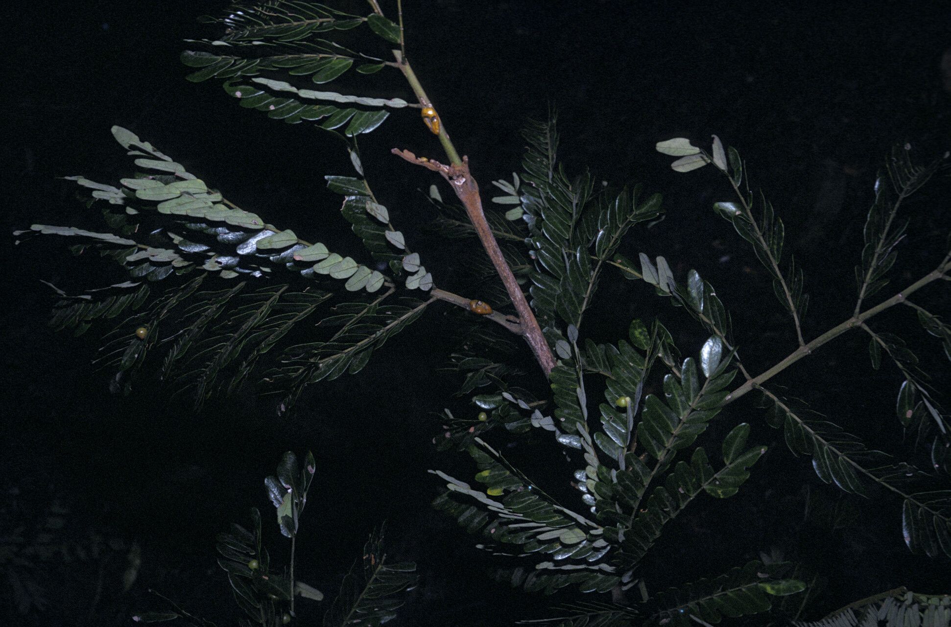 Jupunba curvicarpa leaf