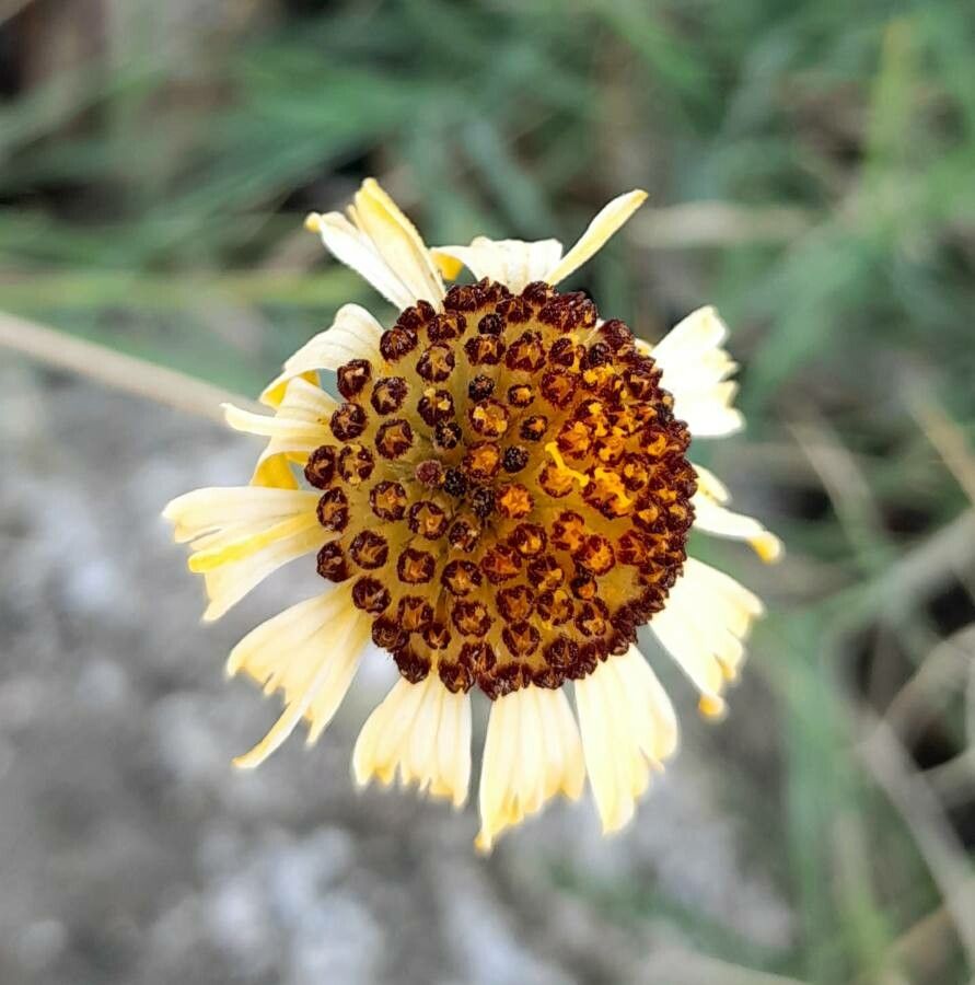 Helenium radiatum flower