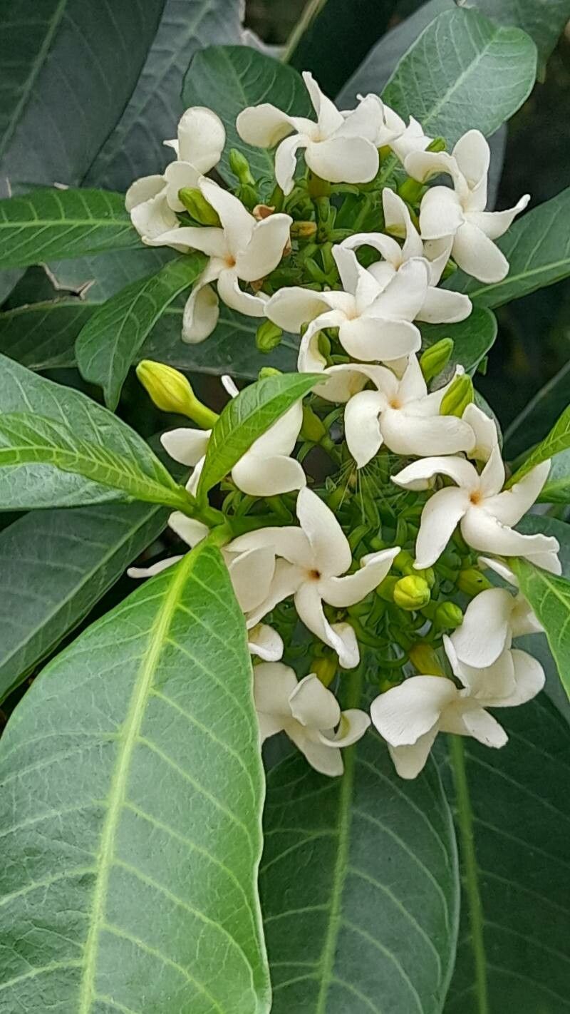 Tabernaemontana catharinensis flower