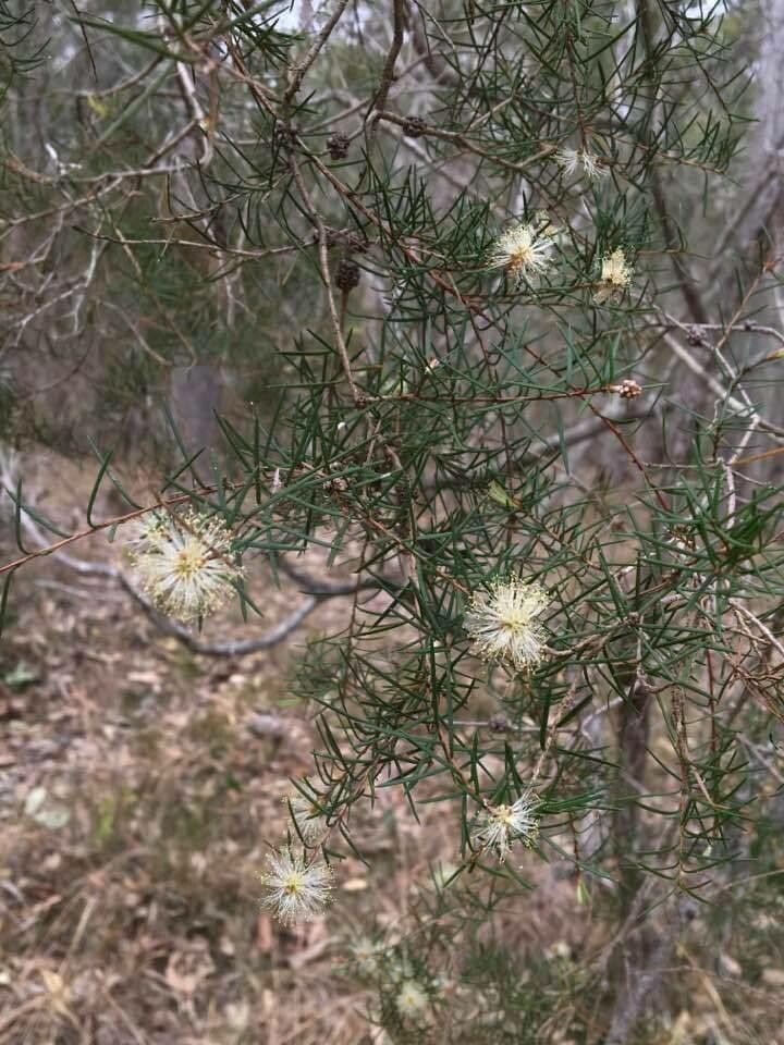 Melaleuca nodosa — search result for 'Melaleuca'