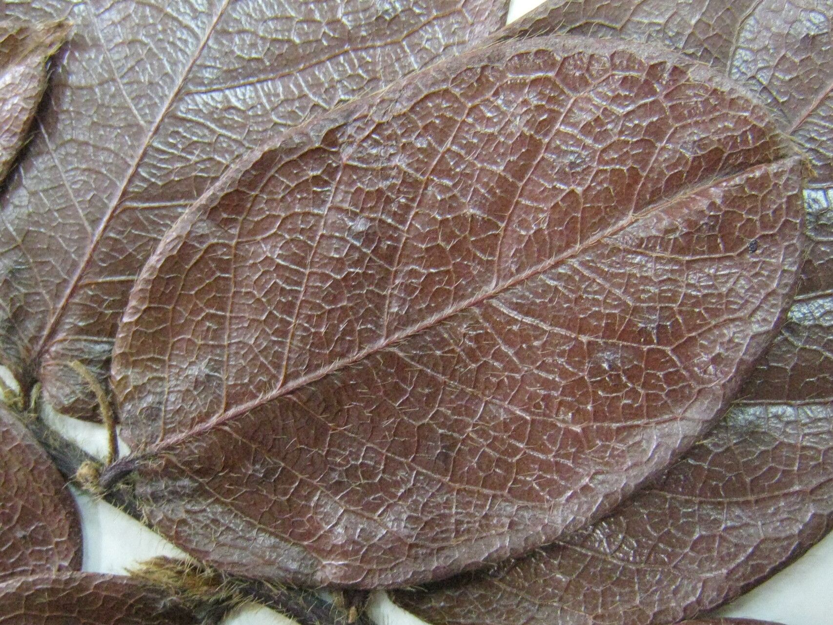 Hirtella paniculata — houseplant care guide