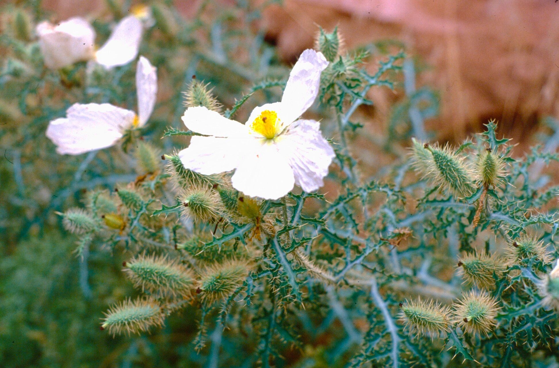Argemone arizonica flower