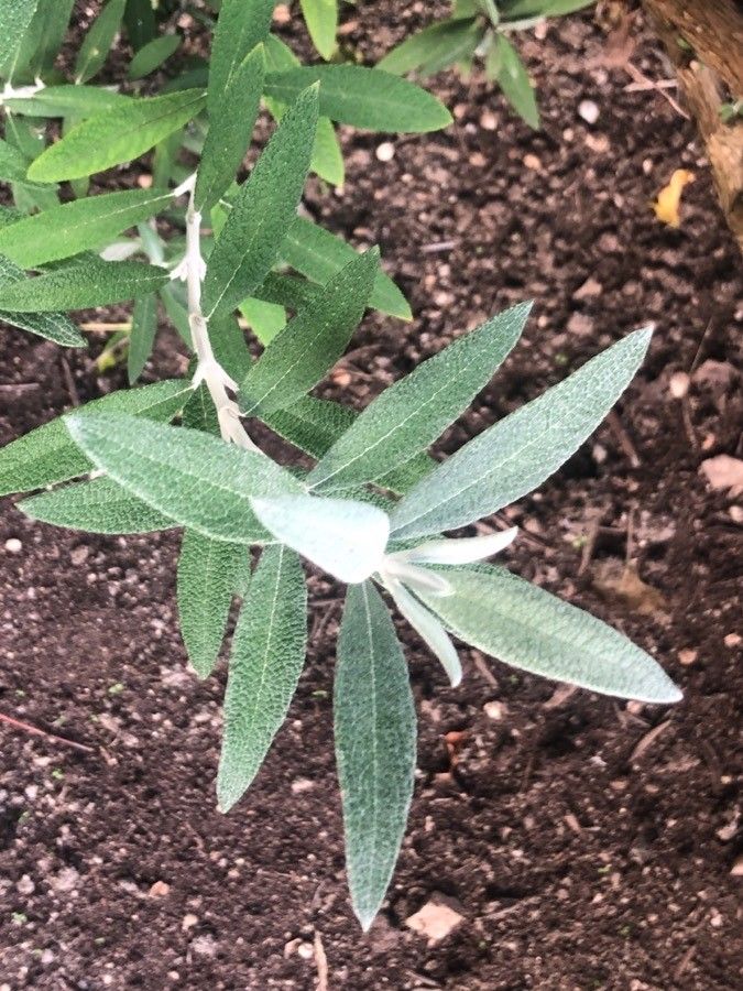 Buddleja loricata — search result for 'Mozambique'