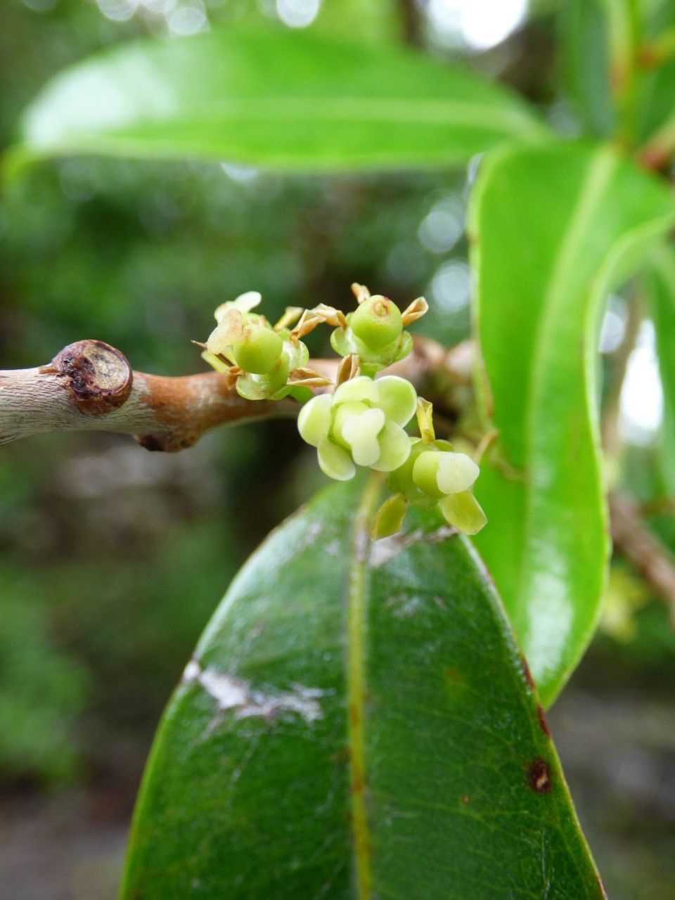 Psiloxylon mauritianum flower