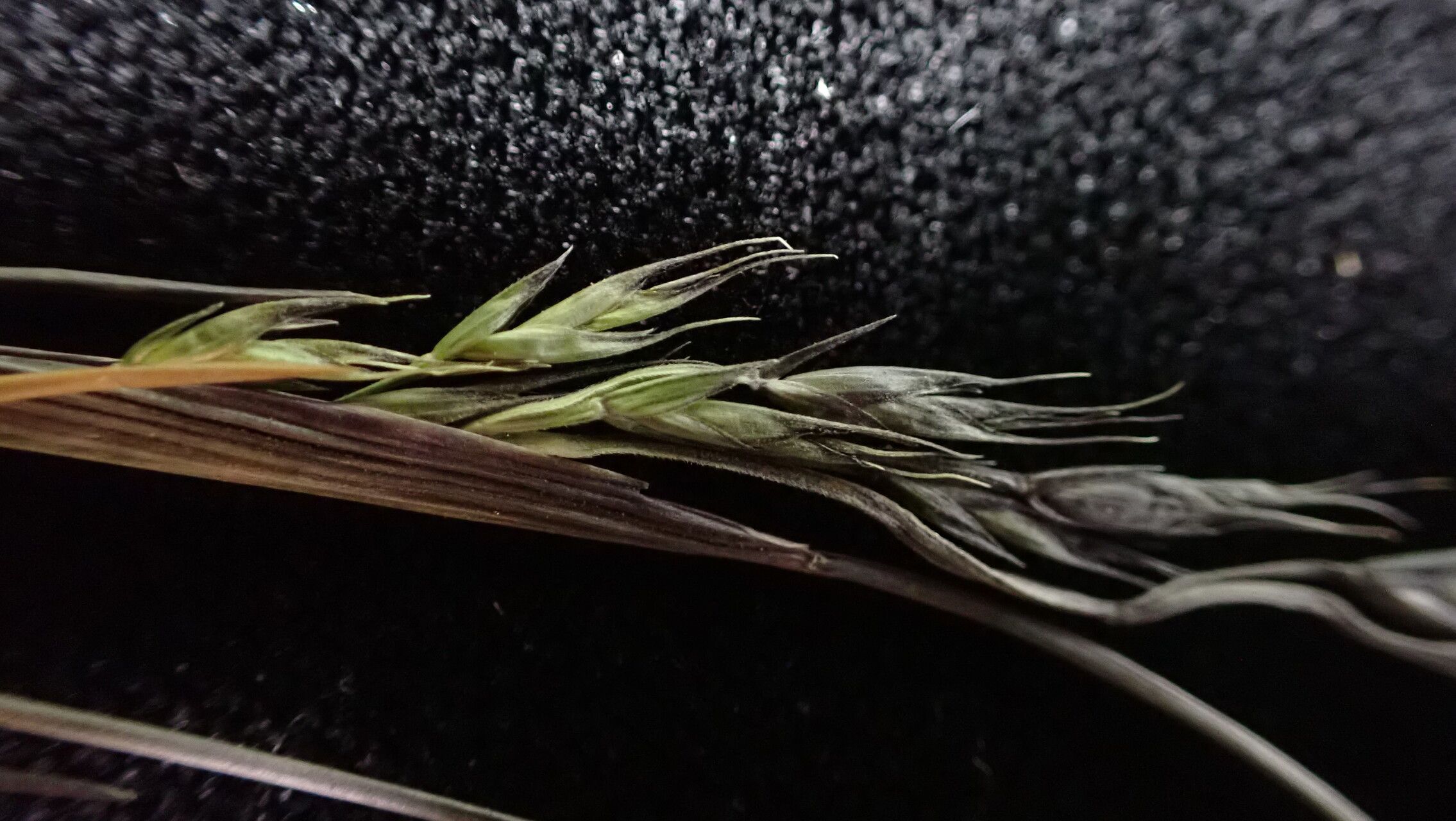 Festuca cumminsii fruit