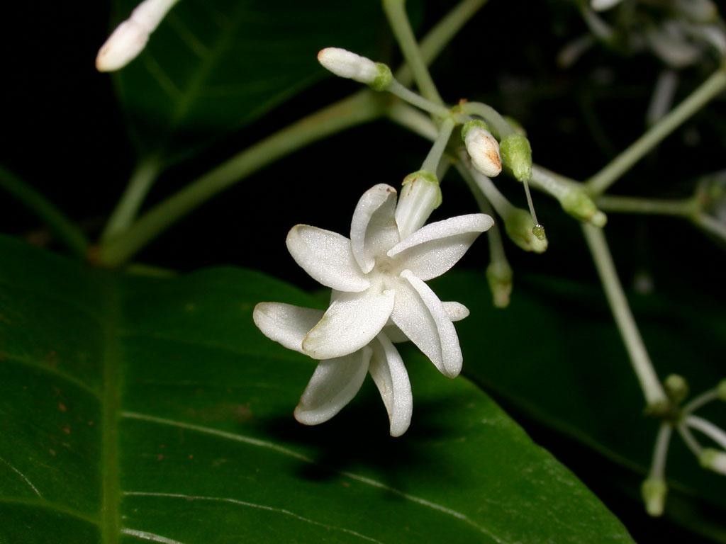 Rauvolfia purpurascens flower