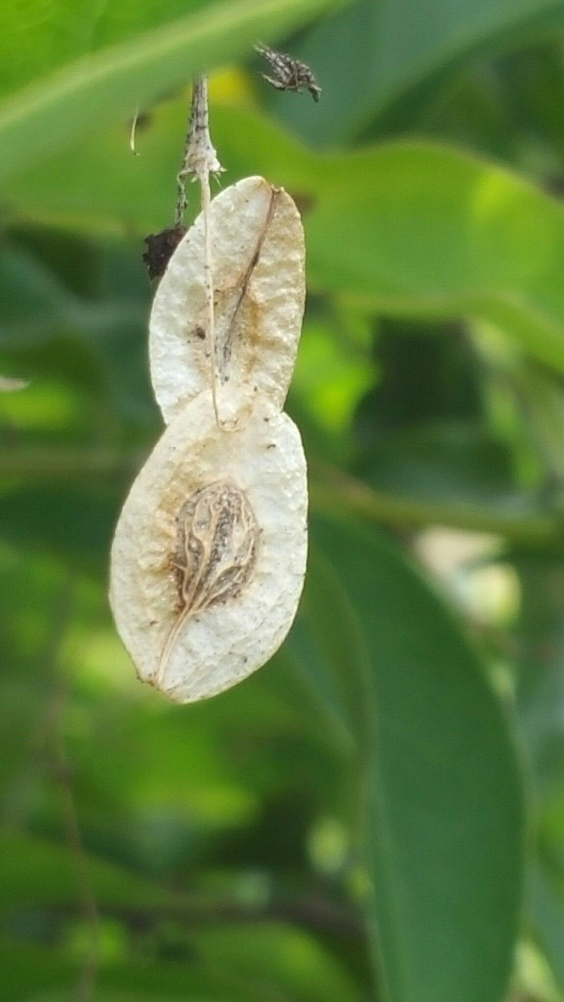 Paederia bojeriana fruit