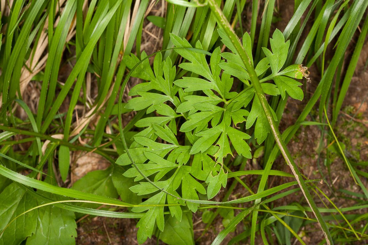 Physospermum cornubiense — houseplant care guide