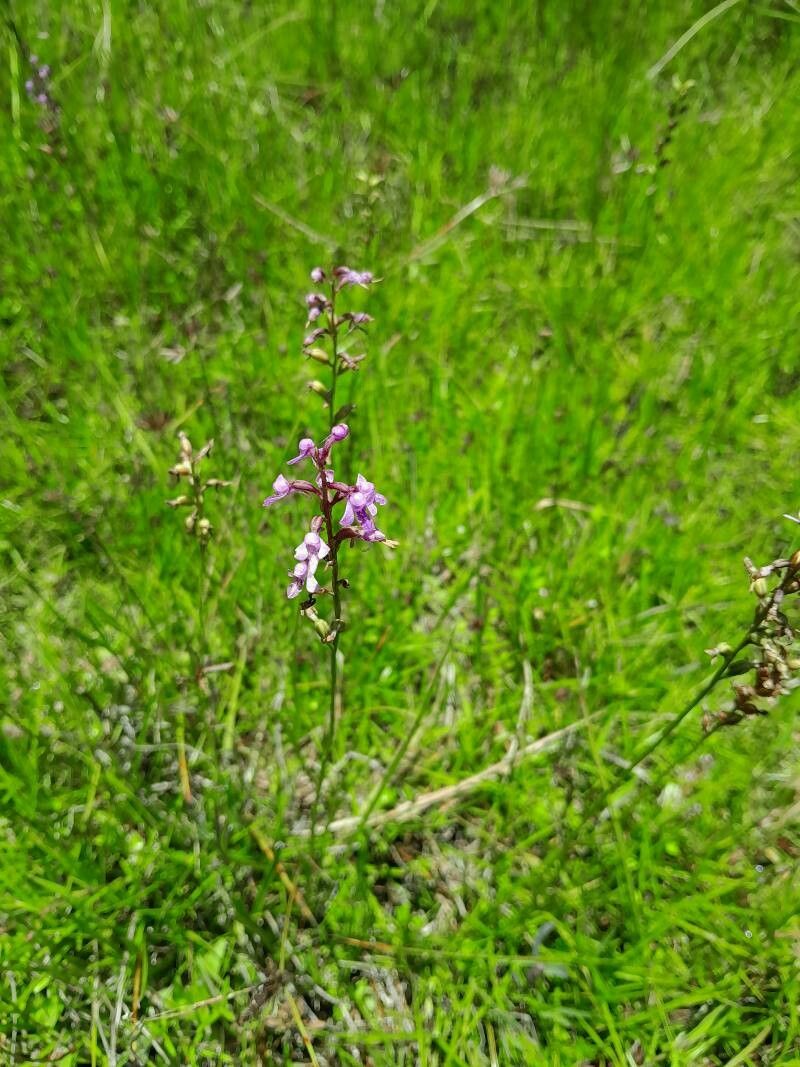 Cynorkis graminea habit