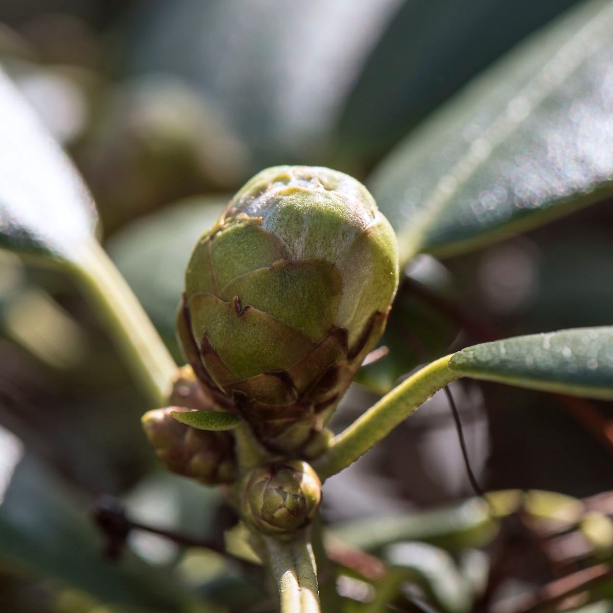 Rhododendron anwheiense other