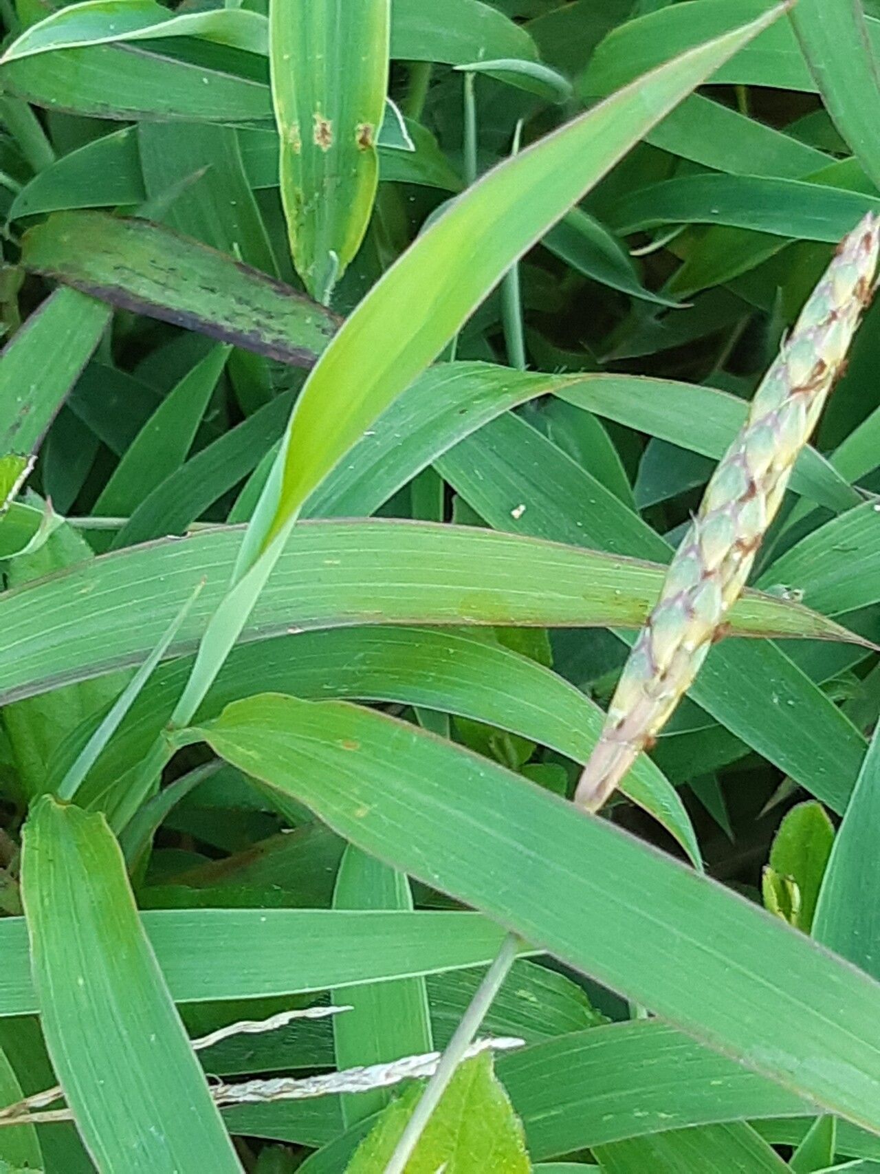 Ischaemum ciliare — houseplant care guide