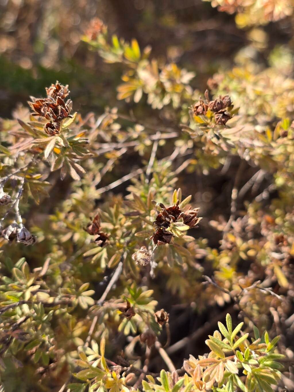 Dasiphora parvifolia fruit