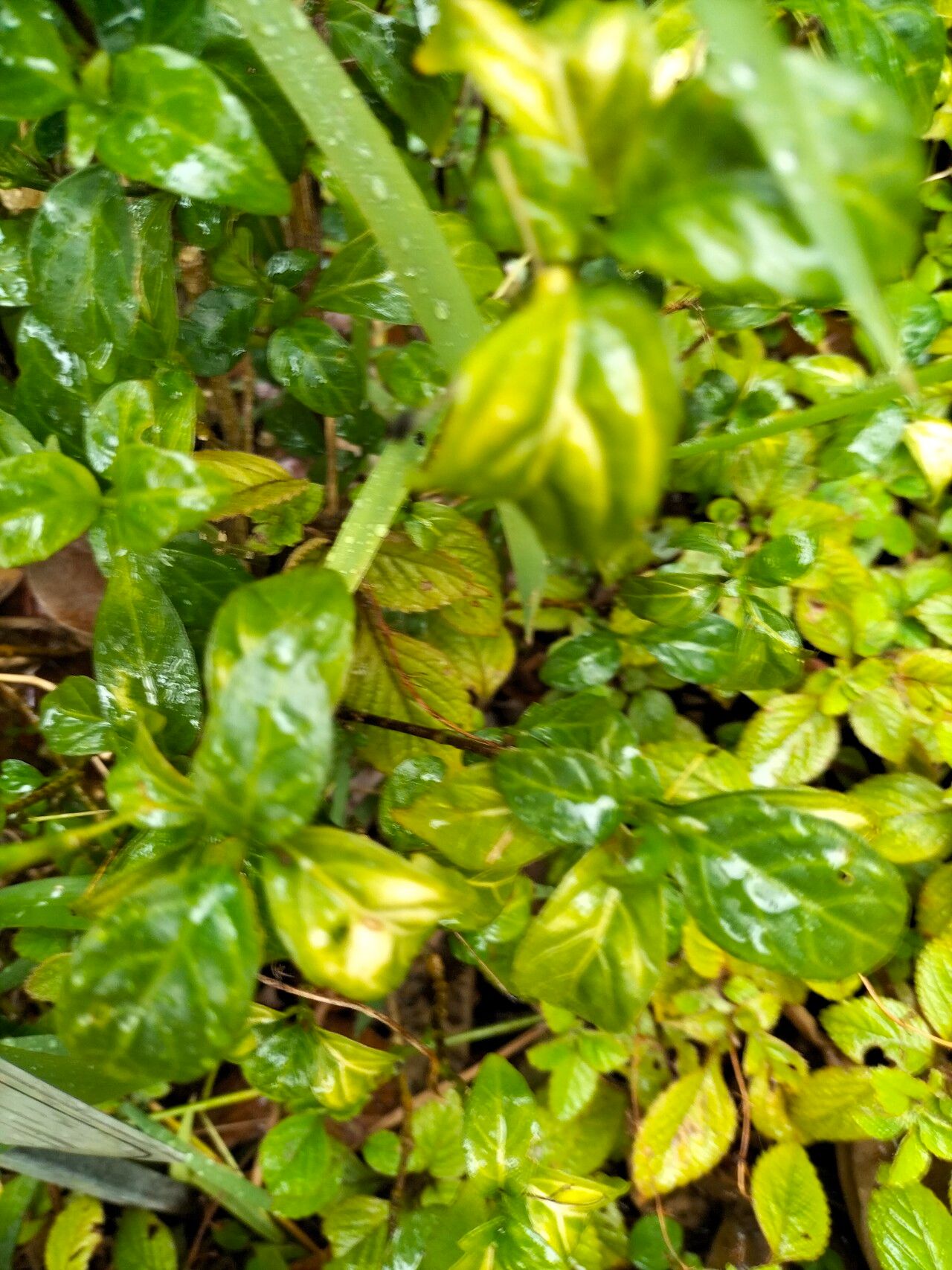 Justicia campylostemon leaf