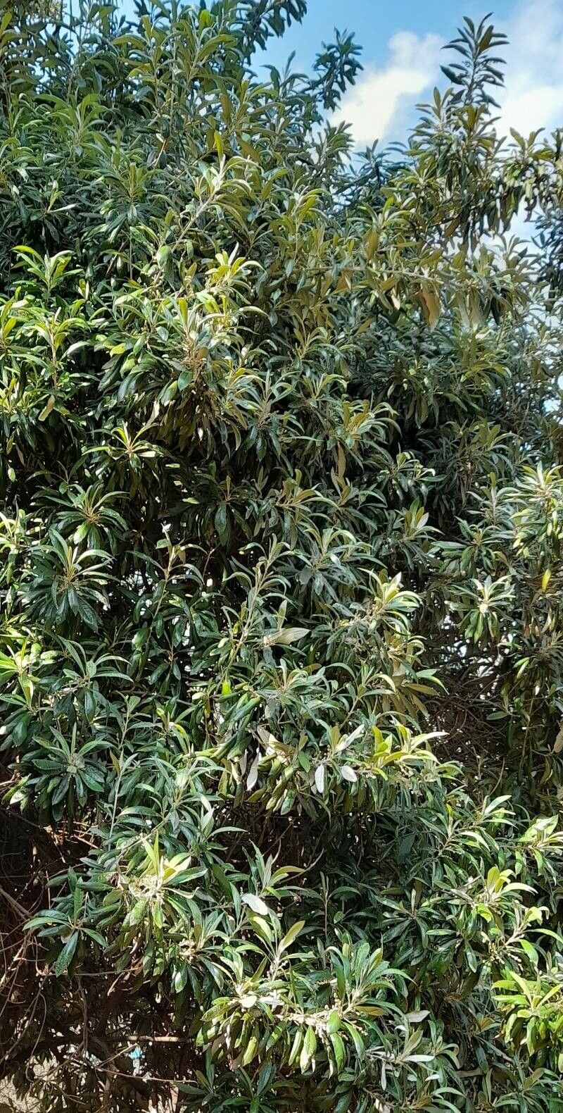 Brachylaena huillensis habit