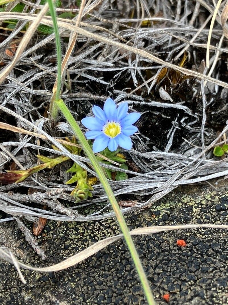 Gentiana prostrata — houseplant care guide