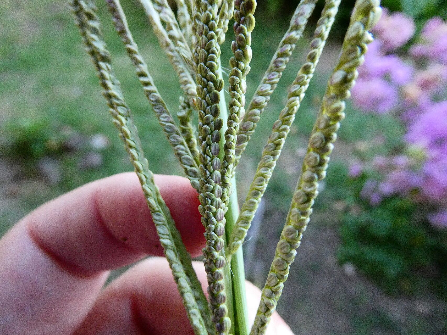Paspalum arundinaceum flower