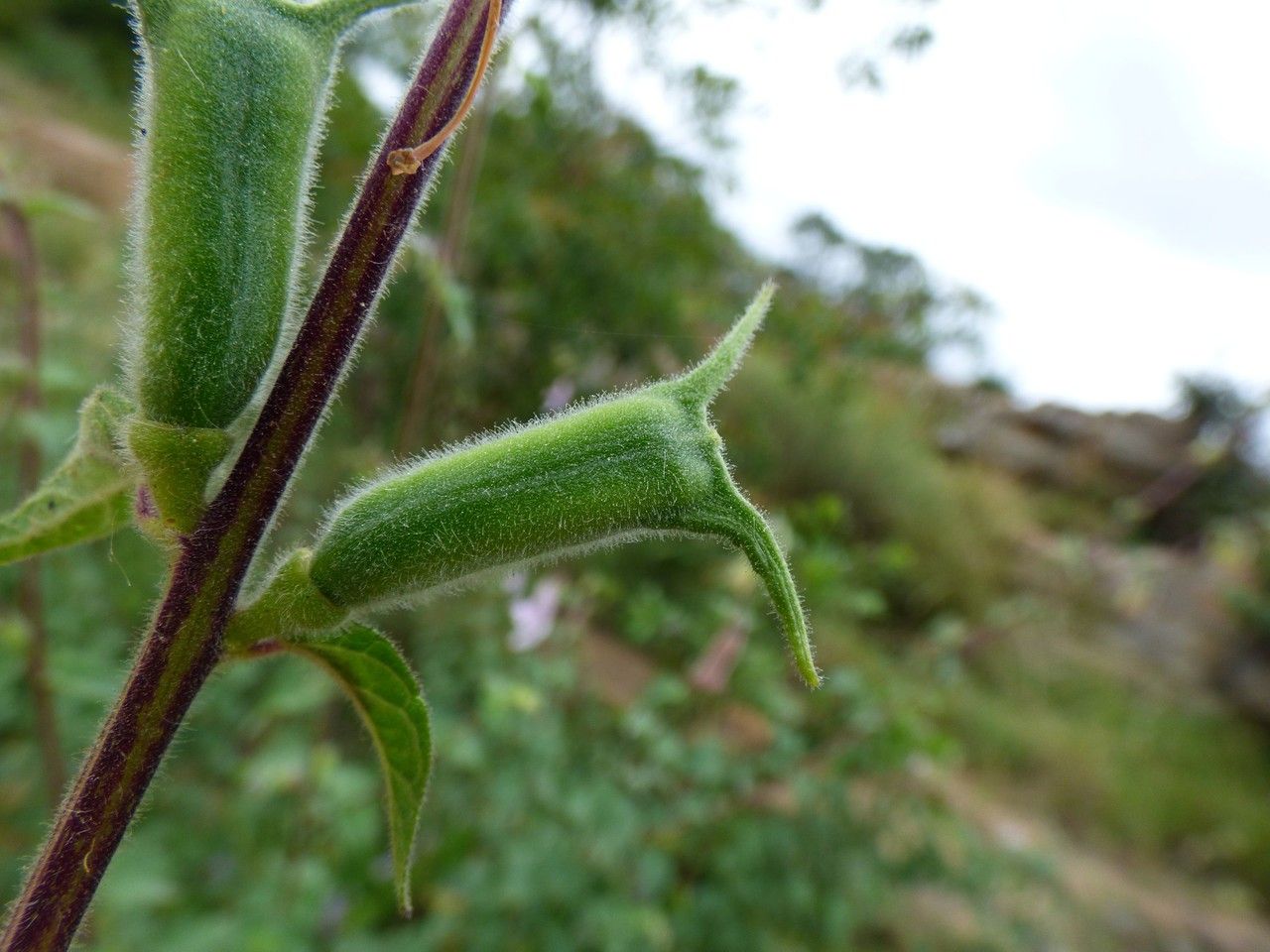 Ceratotheca triloba fruit