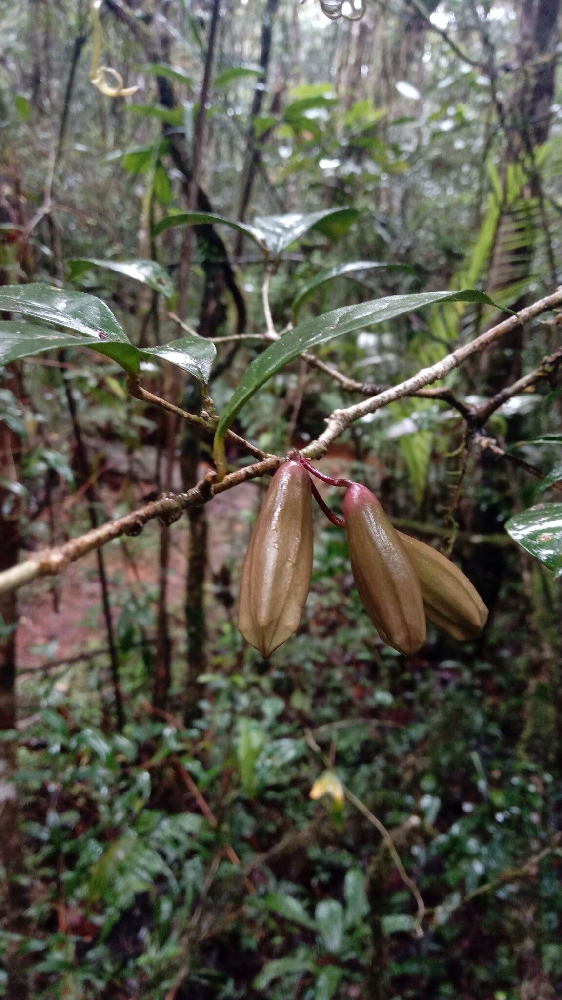 Clerodendrum magnoliifolium fruit
