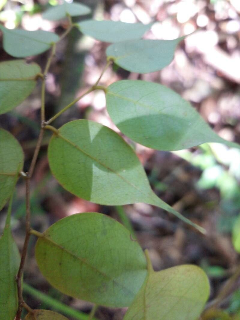 Cleistanthus gracilis leaf