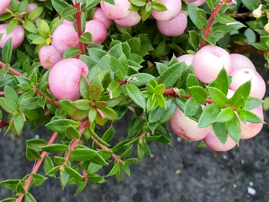 Gaultheria mucronata leaf