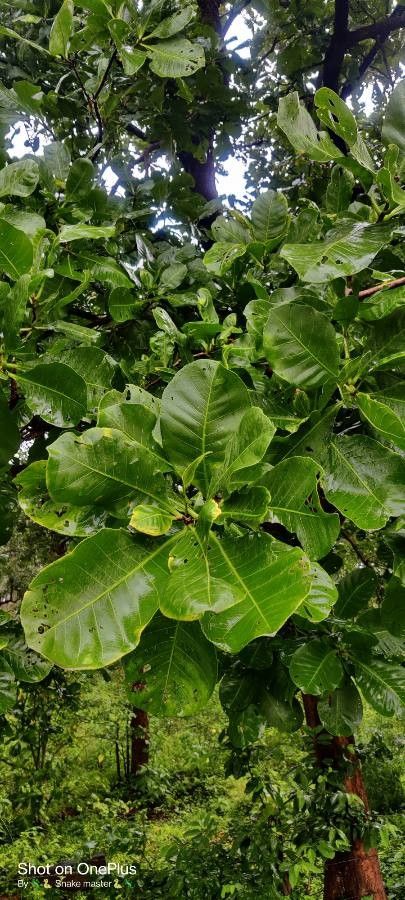 Careya arborea — search result for 'Afghanistan'