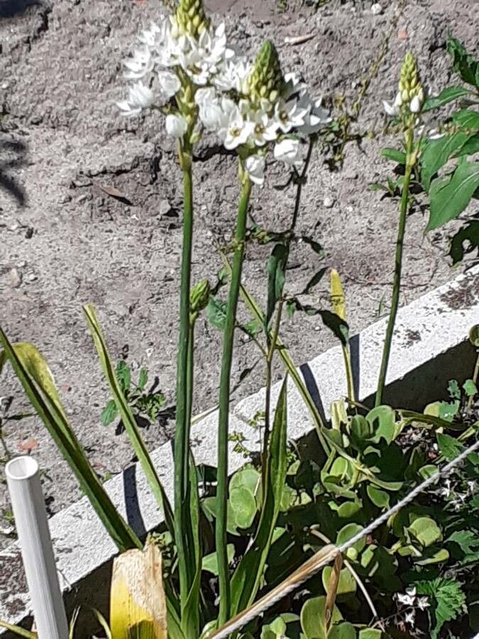 Ornithogalum thyrsoides bark
