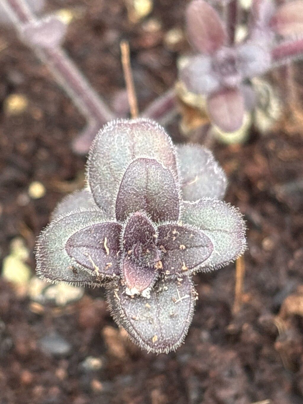 Antirrhinum grosii — search result for 'Antirrhinum'