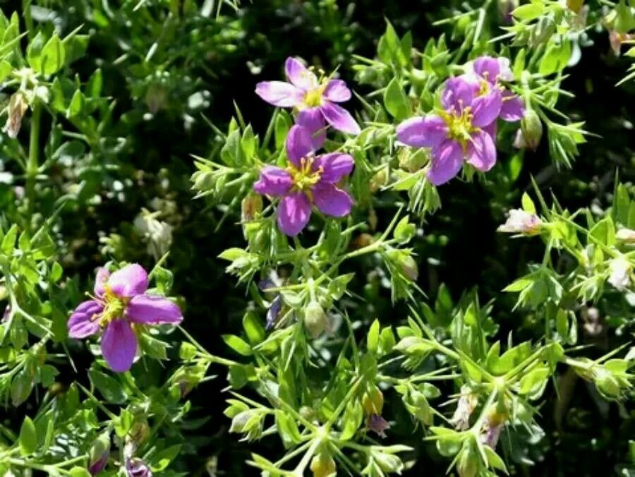 Fagonia mollis flower