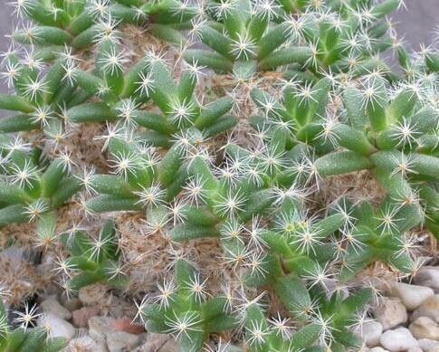 Trichodiadema peersii leaf