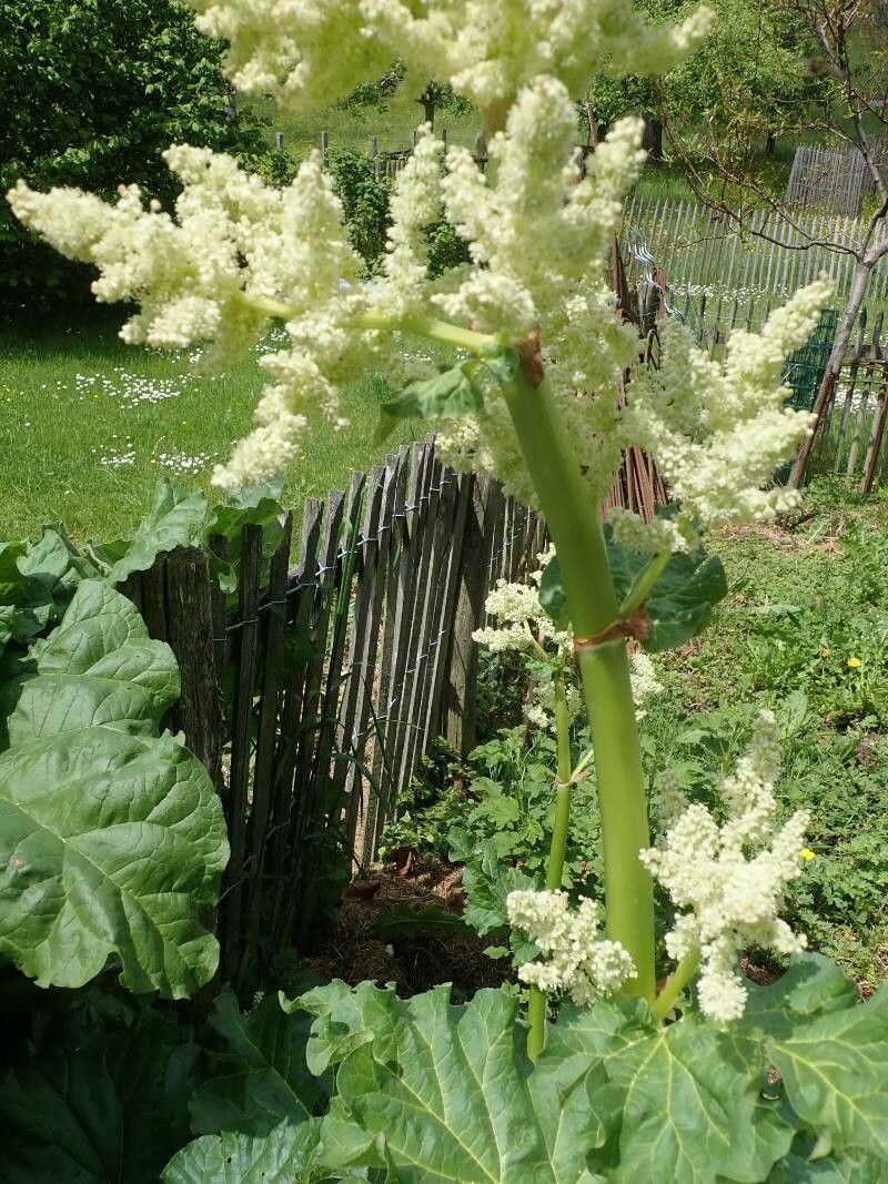 Rheum rhaponticum flower