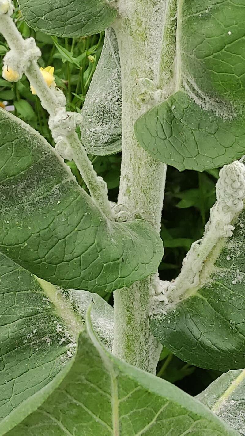 Verbascum bombyciferum bark