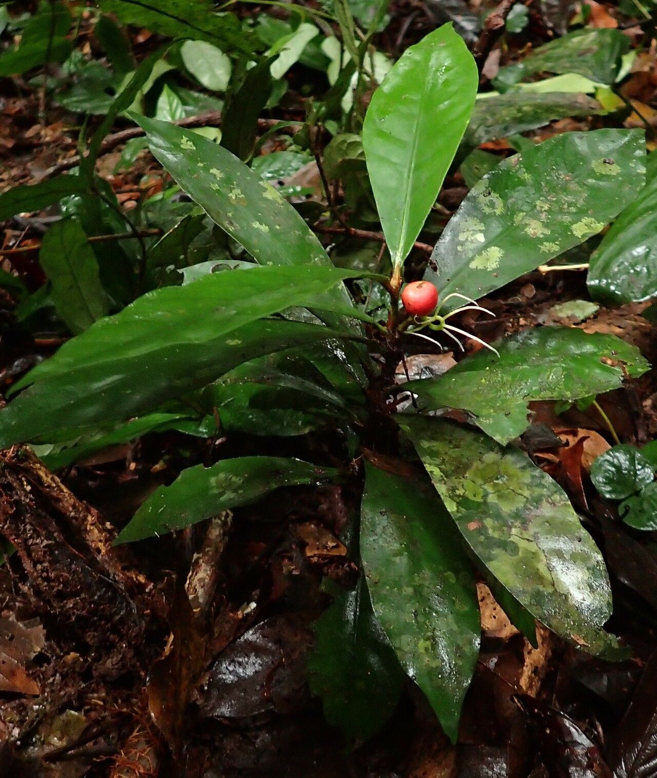 Ixora minutiflora habit