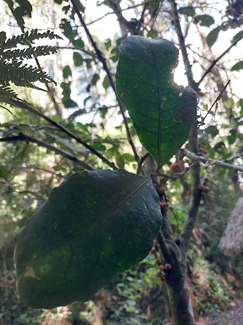 Ficus politoria — houseplant care guide