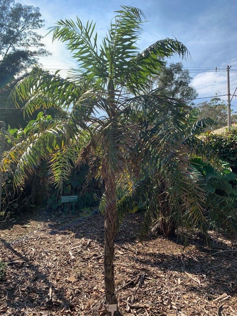 Syagrus deflexa habit