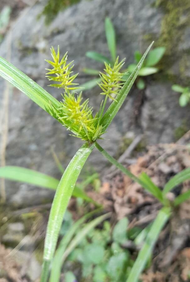 Cyperus hermaphroditus flower