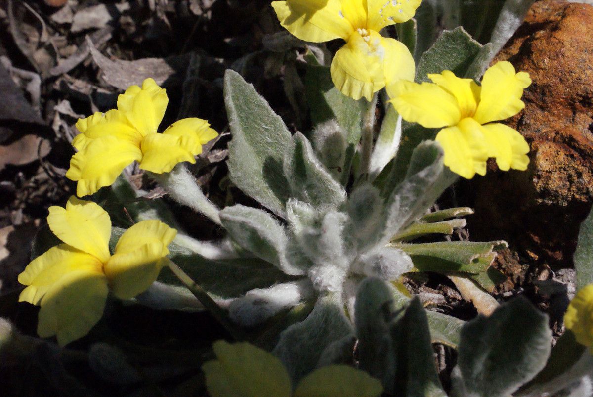 Goodenia affinis habit