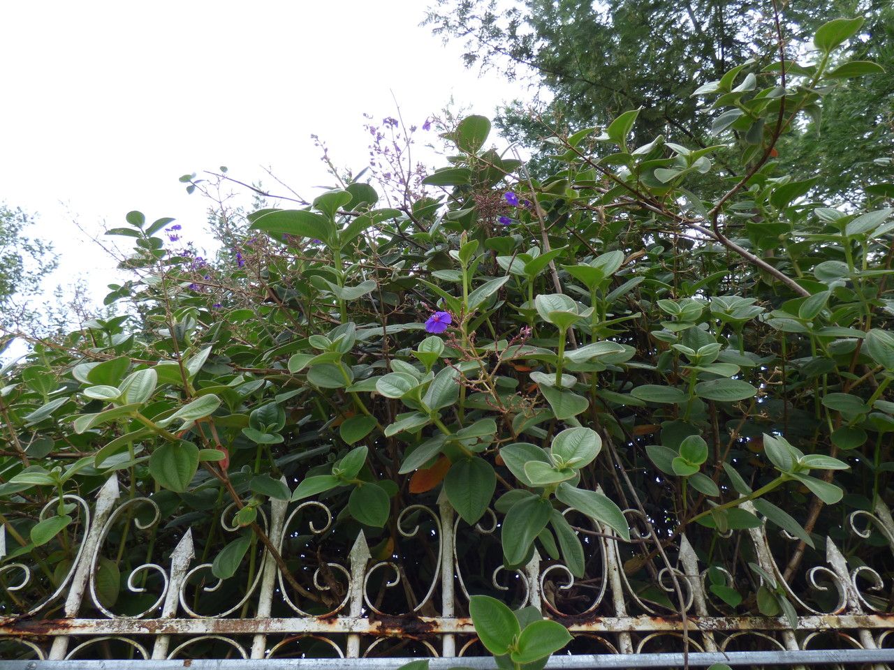 Tibouchina grandifolia habit