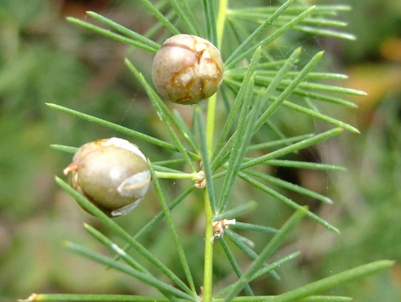 Asparagus umbellatus fruit