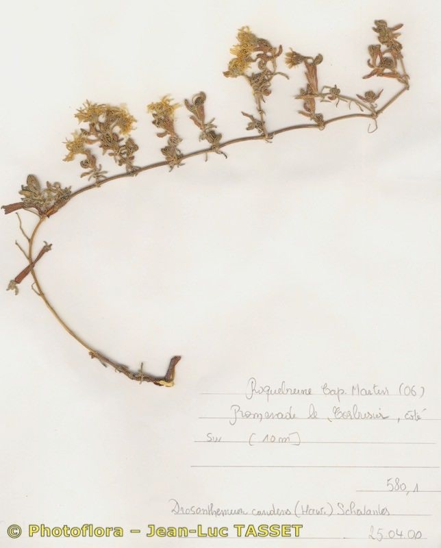 Drosanthemum candens other