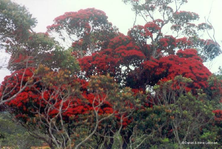 Metrosideros engleriana — search result for 'Metrosideros'