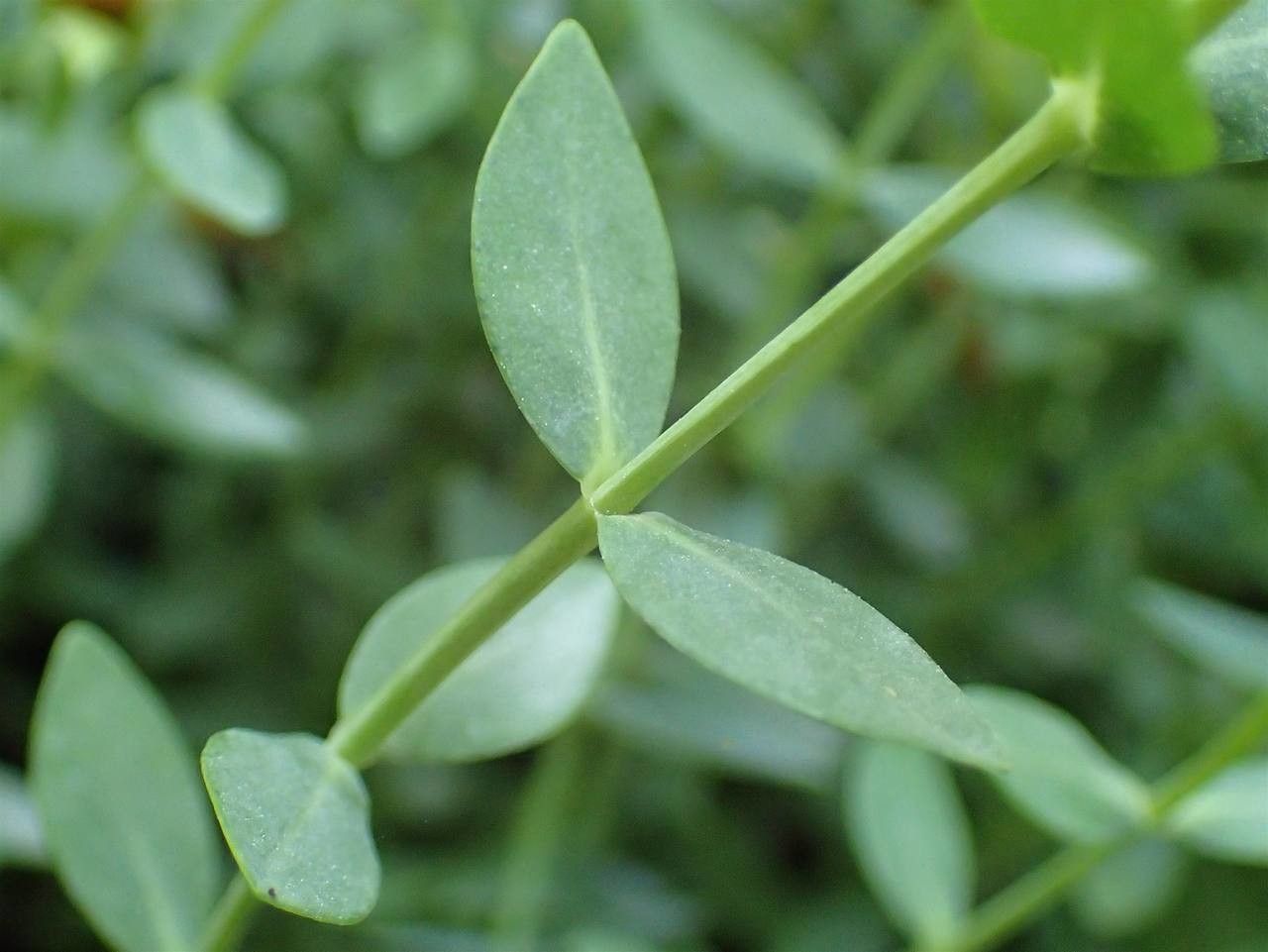 Hypericum reptans — houseplant care guide