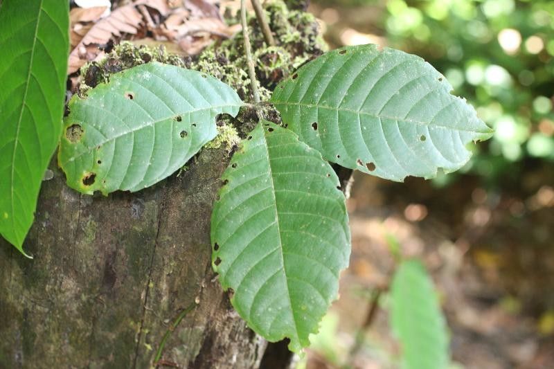 Caryocar glabrum — related species from the same genus