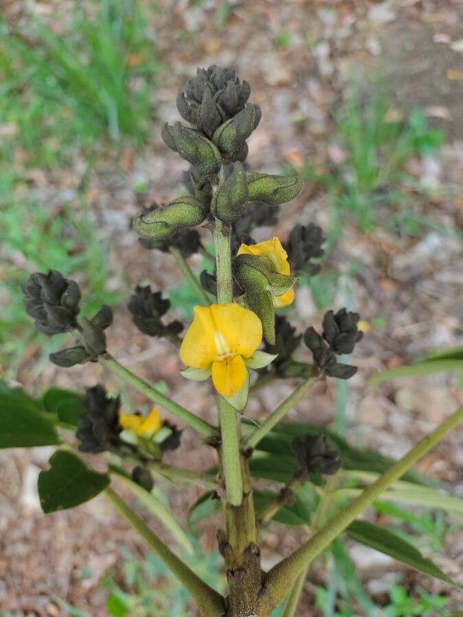 Centrolobium robustum flower