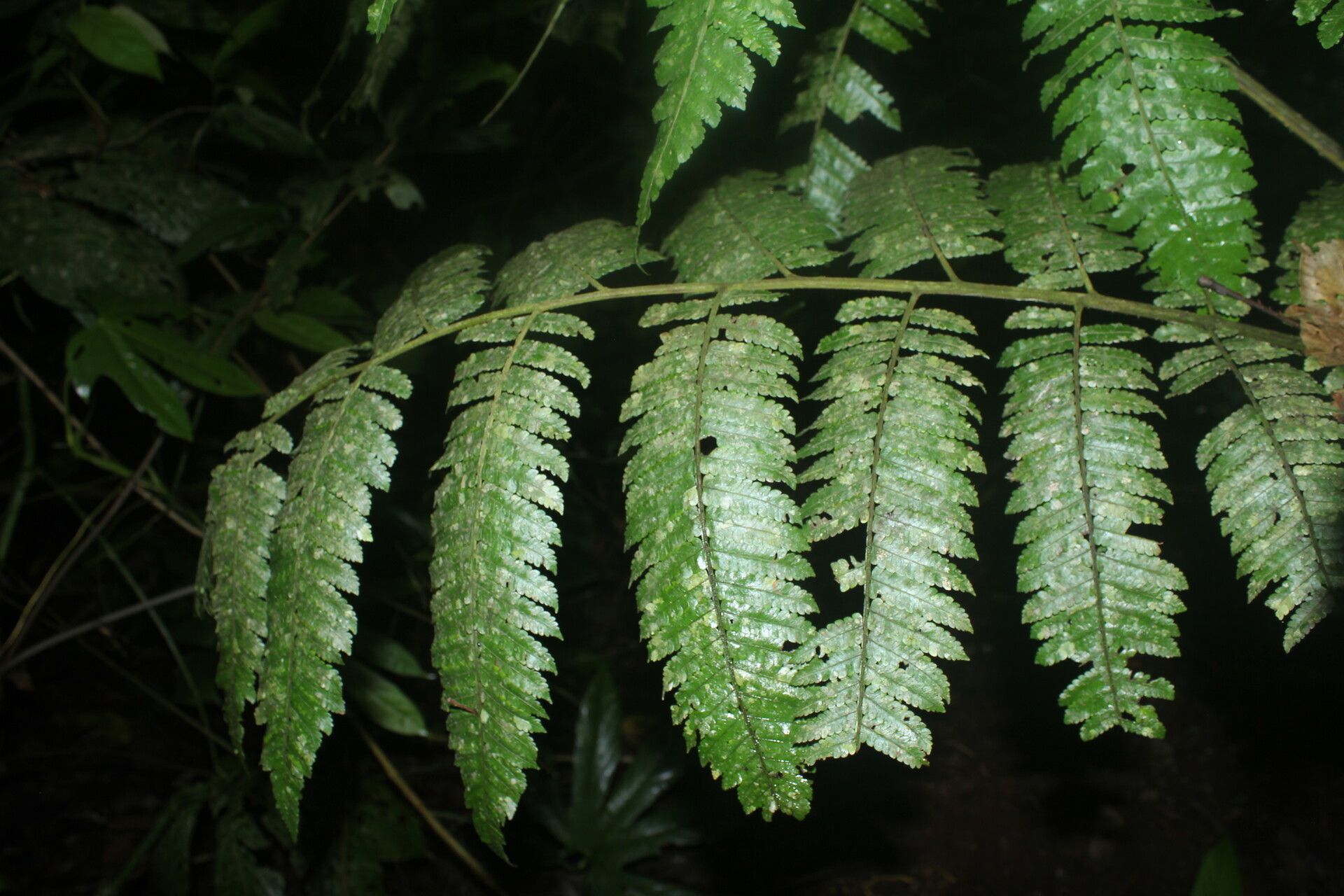 Cyathea pungens — houseplant care guide